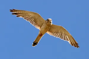 لحظه شکار دلیجه با پروازی معلق در هوا