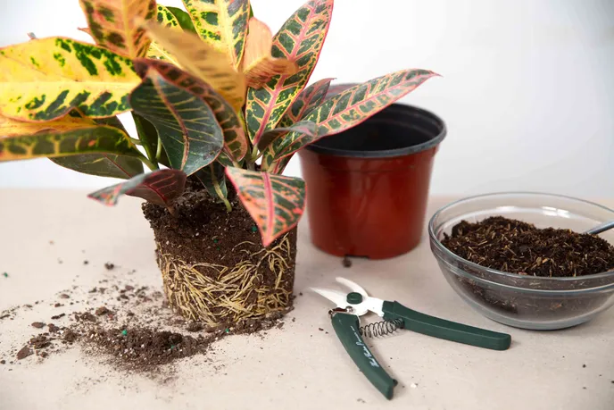 بیرون زدن ریشه گیاهان آپارتمانی؛ علت‌ها و راه‌حل‌های کاربردی