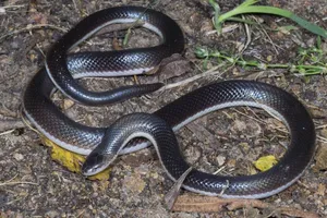 رازی ۱۵۰ میلیون‌ساله؛ مارها چطور پاهایشان را از دست دادند؟