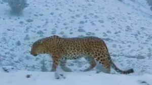 گشت‌وگذار پلنگ ایرانی در پارک ملی ساریگل در میان برف