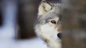 حمله گرگ به یک دانشجو در دانشگاه زنجان